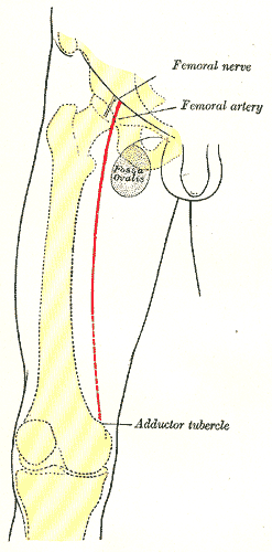 Front of right thigh, showing surface markings for bones, femoral artery and femoral nerve.