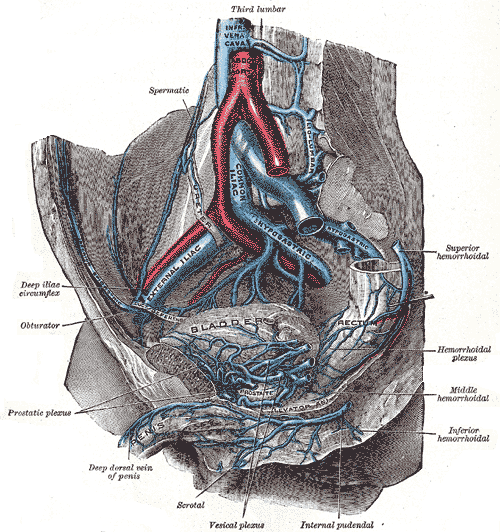 The veins of the right half of the male pelvis.