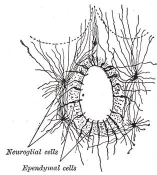 Section of central canal of medulla spinalis, showing ependymal and neuroglial cells.