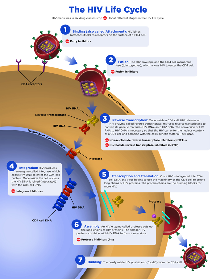 File:HIV Life Cycle.jpg