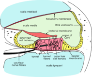 File:Cochlea-crosssection.png