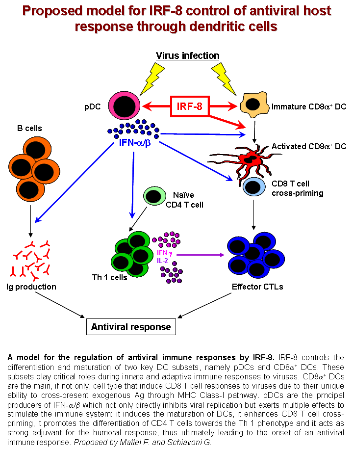 File:IRF8 in host response.png