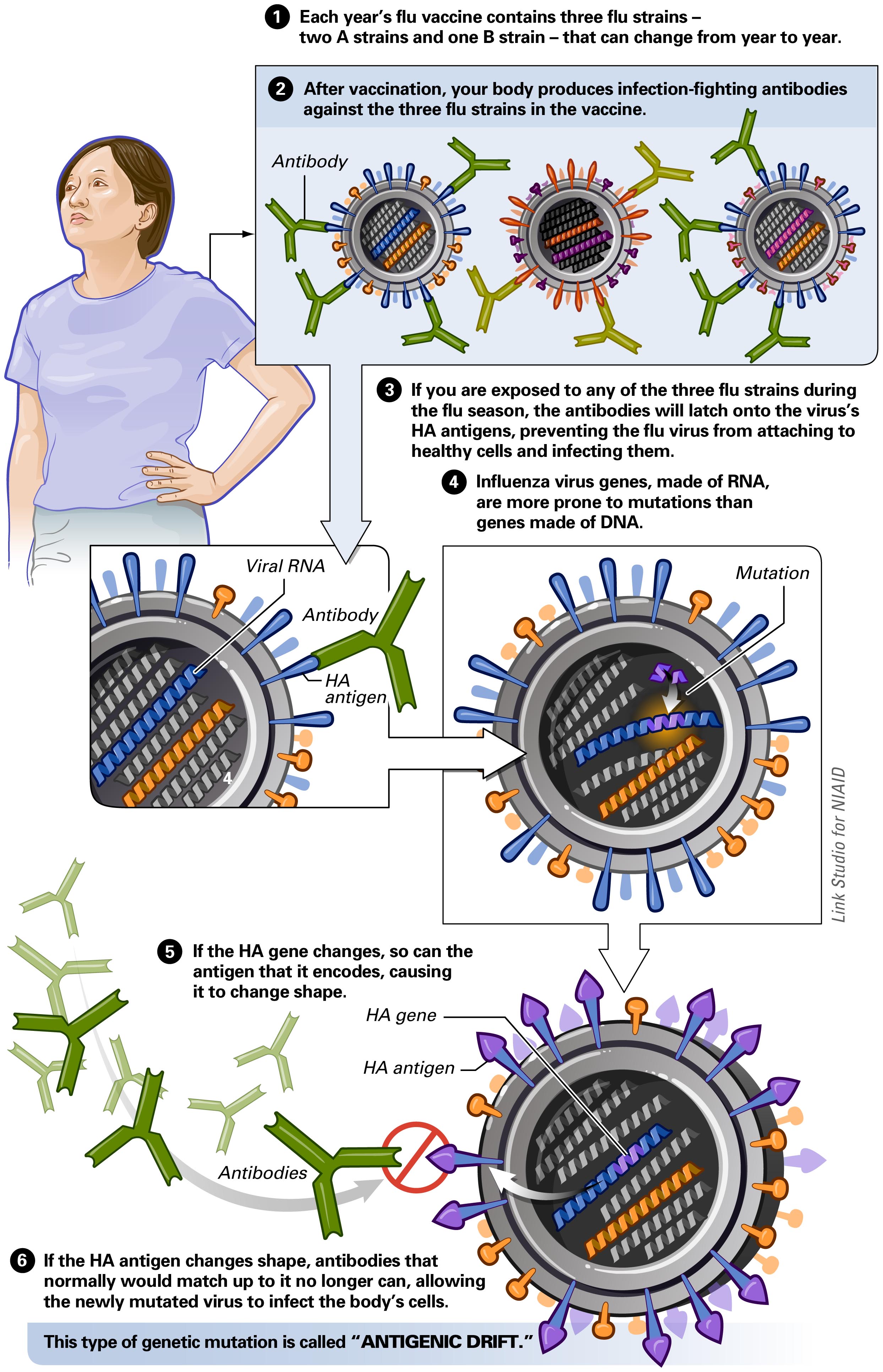 Antigenic Drift Click on the image to expand. Image courtesy of the National Institute of Allergy and Infectious Diseases (NIAID) [1]