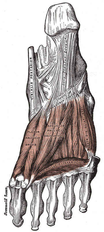 Muscles of the sole of the foot. Third layer.