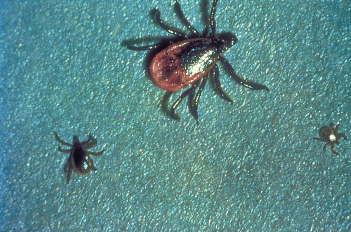 These "black-legged ticks", Ixodes scapularis, also referred to as I. dammini, are found on a wide rage of hosts including mammals, birds and reptiles. - Source: Public Health Image Library (PHIL). [22]