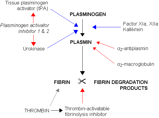 Fibrinolysis (simplified). Blue arrows denote stimulation, and red arrows inhibition.