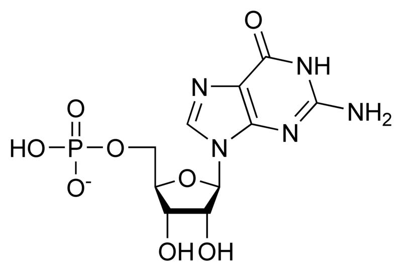 Chemical structure of guanosine monophosphate