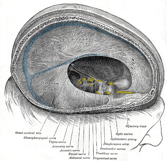 Dura mater and its processes exposed by removing part of the right half of the skull, and the brain.
