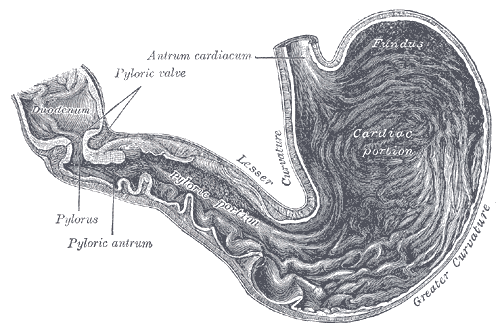 Interior of the stomach.