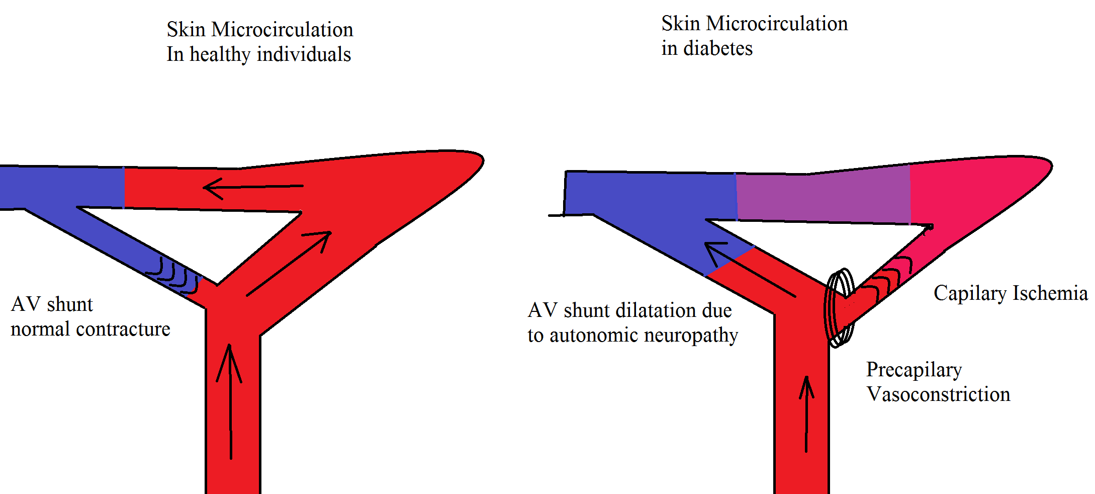 File:Microcirculation image.png
