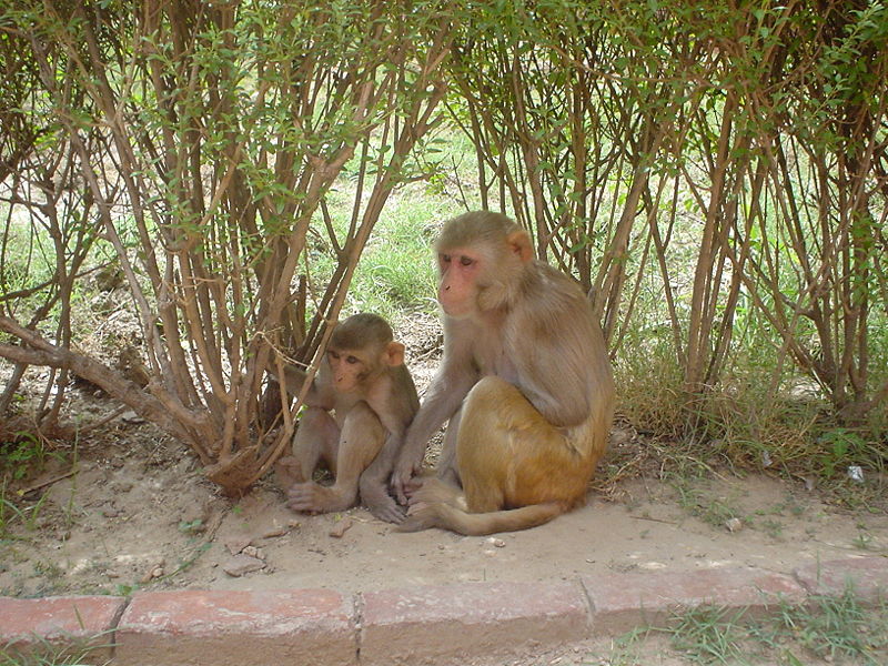 File:800px-Rhesus Macaques.jpg