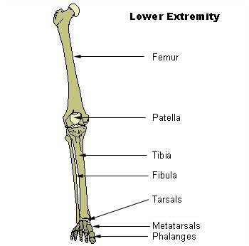 Lower extremity