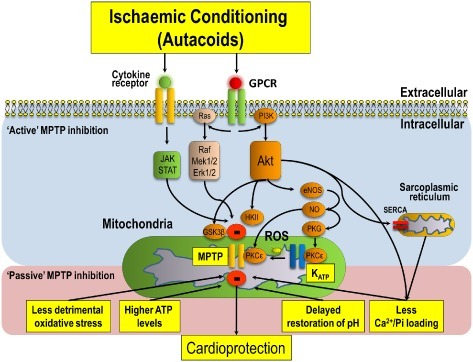 File:Ischemic Conditioning.png
