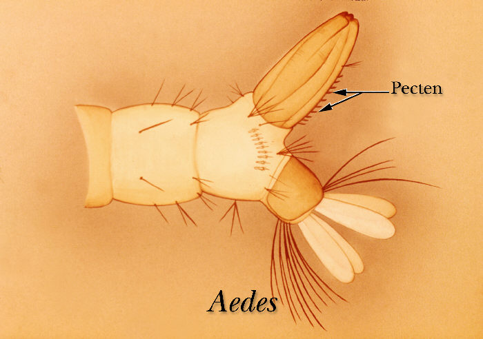 Illustration identifying the pecten on the terminal abdominal segment of an Aedes mosquito larva, vector of Dengue transmission. From Public Health Image Library (PHIL). [2]