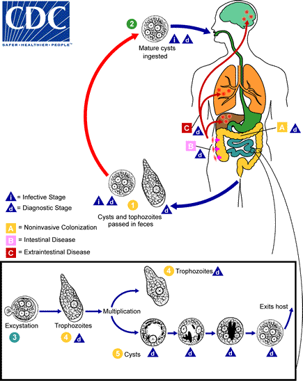 Cysts and trophozoites are passed in feces (1). Cysts are typically found in formed stool, whereas trophozoites are typically found in diarrheal stool. Infection by Entamoeba histolytica occurs by ingestion of mature cysts (2) in fecally contaminated food, water, or hands. Excystation (3) occurs in the small intestine and trophozoites (4) are released, which migrate to the large intestine. The trophozoites multiply by binary fission and produce cysts (5), and both stages are passed in the feces (1). Because of the protection conferred by their walls, the cysts can survive days to weeks in the external environment and are responsible for transmission. Trophozoites passed in the stool are rapidly destroyed once outside the body, and if ingested would not survive exposure to the gastric environment. In many cases, the trophozoites remain confined to the intestinal lumen (A: noninvasive infection) of individuals who are asymptomatic carriers, passing cysts in their stool. In some patients the trophozoites invade the intestinal mucosa (B: intestinal disease), or, through the bloodstream, extraintestinal sites such as the liver, brain, and lungs (C: extraintestinal disease), with resultant pathologic manifestations. It has been established that the invasive and noninvasive forms represent two separate species, respectively E. histolytica and E. dispar. These two species are morphologically indistinguishable unless E. histolytica is observed with ingested red blood cells (erythrophagocystosis). Transmission can also occur through exposure to fecal matter during sexual contact (in which case not only cysts, but also trophozoites could prove infective).