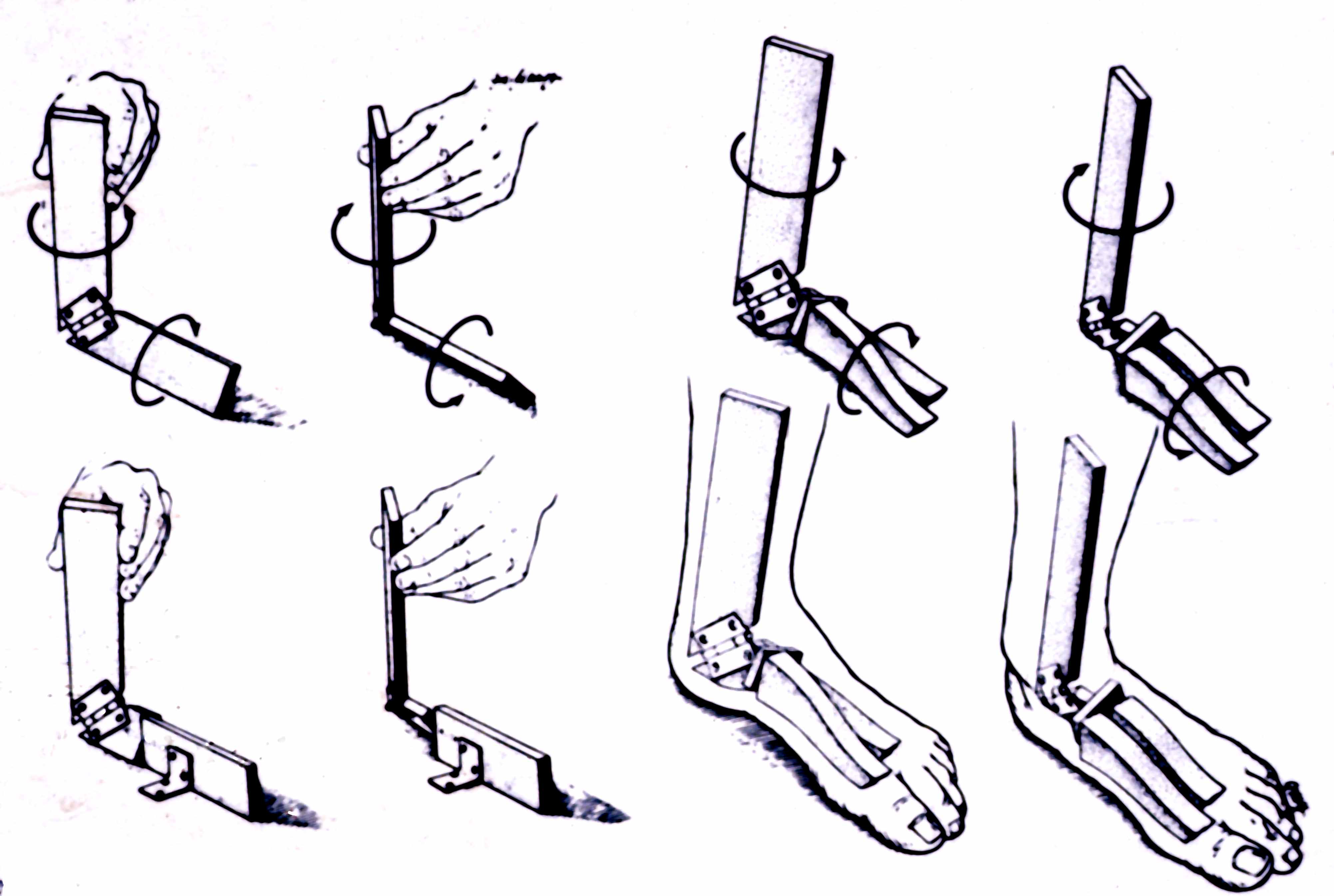 File:Foot & ankle kinesiology.jpg