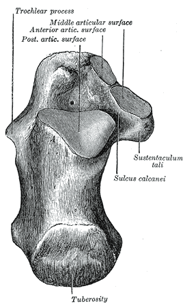 Left calcaneus, superior surface