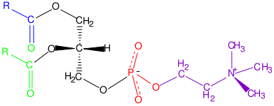 Phosphatidyl choline