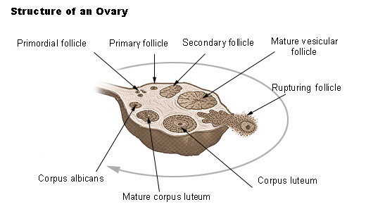 Illu ovary 2.jpg