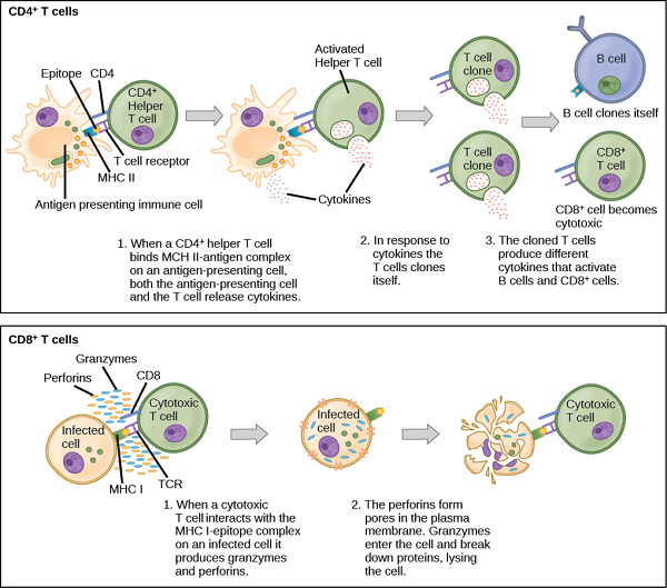 File:T cell activation1111.png