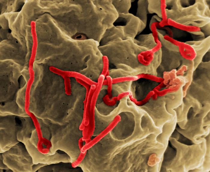 Produced by the National Institute of Allergy and Infectious Diseases (NIAID), under a very-high magnification, this digitally-colorized scanning electron micrograph (SEM) depicts a number of filamentous Ebola virus particles (red) that had budded from the surface of a VERO cell of the African green monkey kidney epithelial cell line. From Public Health Image Library (PHIL). [4]