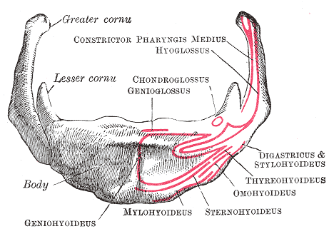 Hyoid bone. Anterior surface. Enlarged.