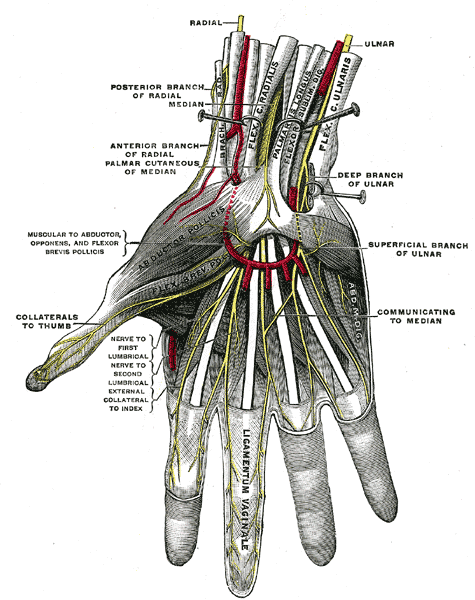 Superficial palmar nerves.
