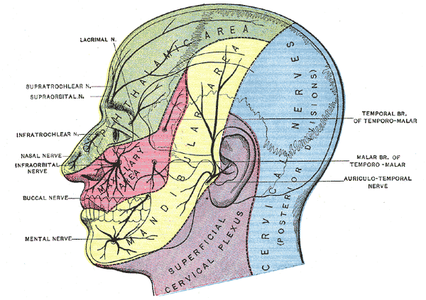 Dermatome distribution of the trigeminal nerve