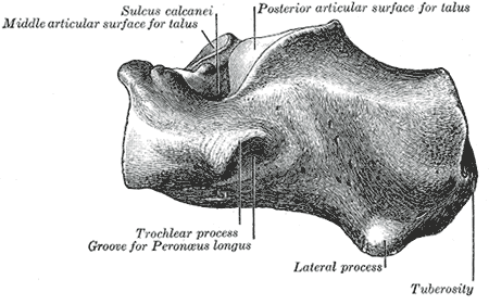 Left calcaneus, lateral surface.