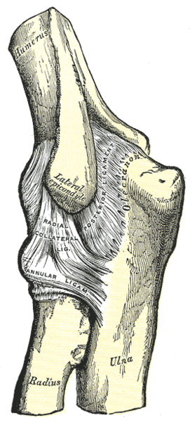 Left elbow-joint, showing posterior and radial collateral ligaments.