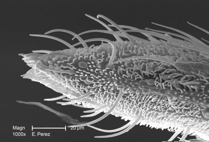 At a magnification of 1000X, twice that of PHIL 10557, this scanning electron micrograph (SEM) revealed some of the minute exoskeletal details found at the proboscis tip of an unidentified mosquito found deceased in the suburbs of Decatur, Georgia. The proboscis is the organ used by this, as well as other like insects, to feed upon the blood of a warm-blooded host, including human beings. From Public Health Image Library (PHIL). [21]
