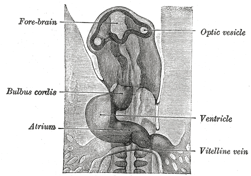 Head of chick embryo of about thirty-eight hours’ incubation, viewed from the ventral surface. X 26