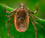 Western blacklegged tick (Ixodes pacificus) Adapted from CDC