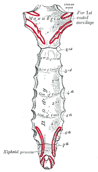 Posterior surface of sternum.