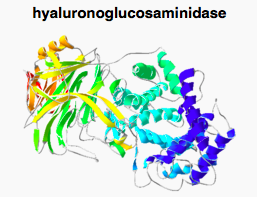 File:Hyaluronidase structure.png