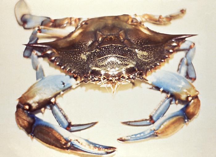 Crabs have been a repeated source of cholera in the United States and elsewhere, even though they are rarely eaten raw. From Public Health Image Library (PHIL). [10]