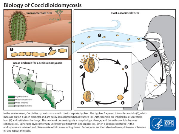 File:Coccidioidomycosis-lifecycle.jpg
