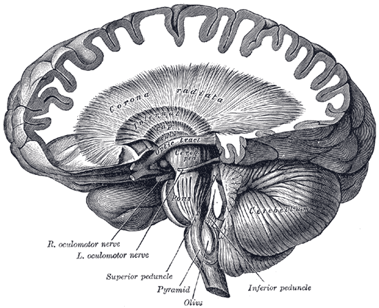 Dissection showing the course of the cerebrospinal fibers.