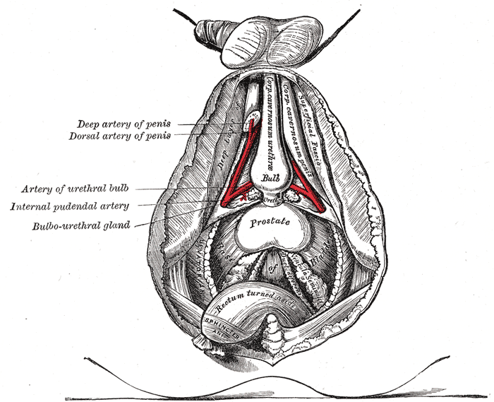 The deeper branches of the internal pudendal artery.
