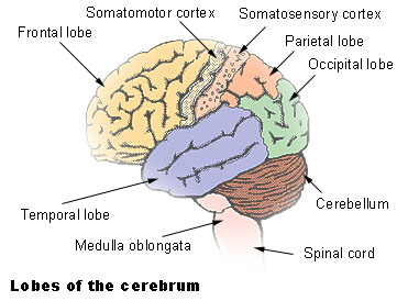 Lobes of the brain.