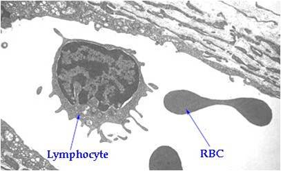 Lymphocyte and erytrocyte
