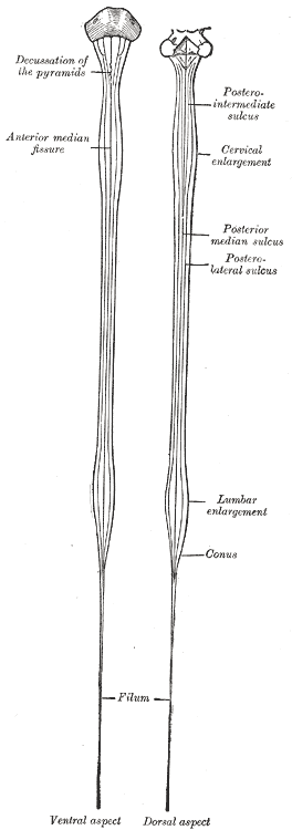 Diagrams of the spinal cord.
