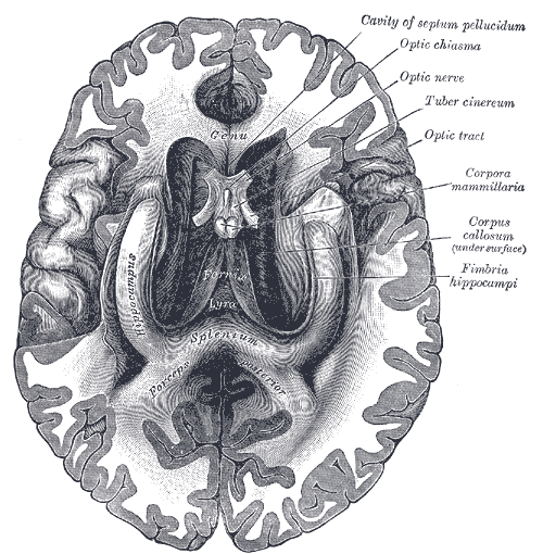 The fornix and corpus callosum from below.
