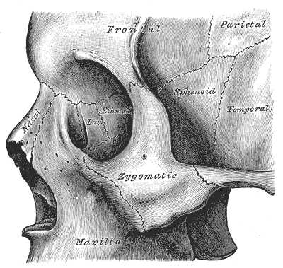 Sphenoid bone visible center right.