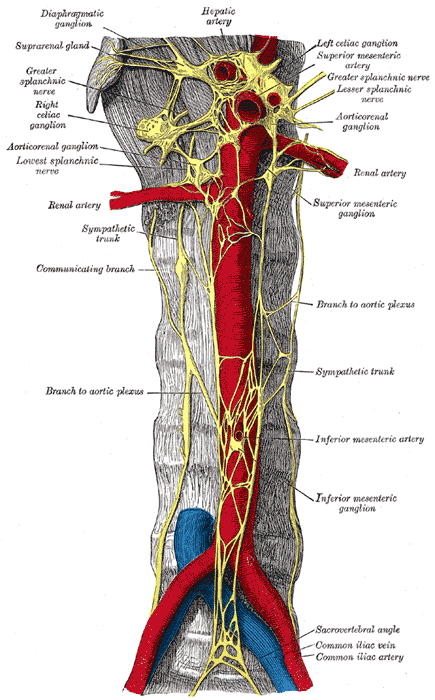Abdominal portion of the sympathetic trunk, with the celiac and hypogastric plexuses.