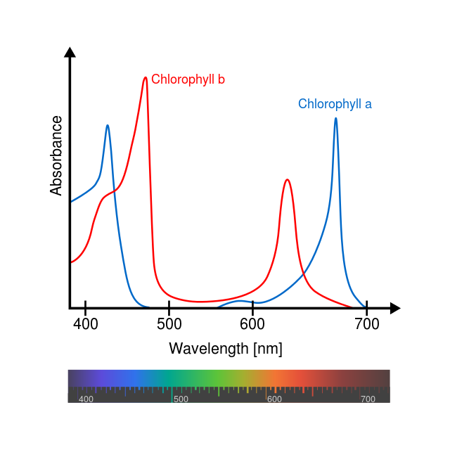 File:Chlorophyll ab spectra-en.png