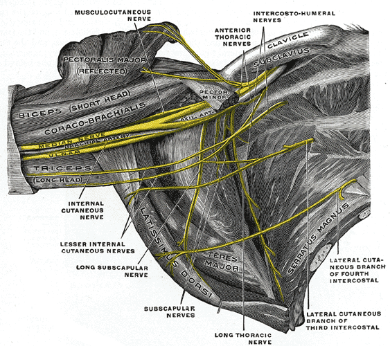 The right brachial plexus (infraclavicular portion) in the axillary fossa; viewed from below and in front.