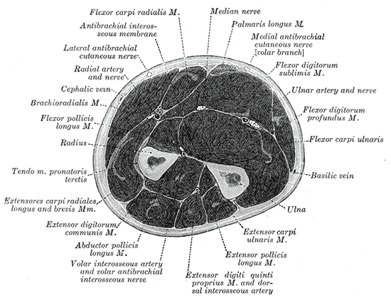 Cross-section through the middle of the forearm.