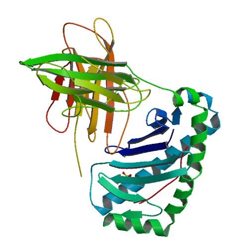 File:PBB Protein HLA-E image.jpg