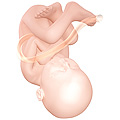 Fetus at 38 weeks after fertilization[15]